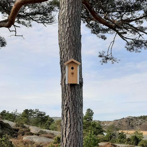 Artikkelbilde til artikkelen Fuglekasser på plass før fuglene bygger reir