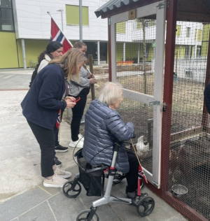 Artikkelbilde til artikkelen Nye høner til Lambertseter sykehjem!