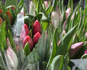 Årets tulipanaksjon 